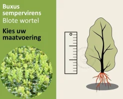 Buxus sempervirens - blote wortel