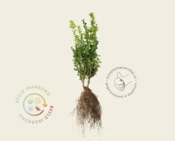 Buxus sempervirens - blote wortel