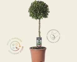 Buxus sempervirens bol - 35 cm stam