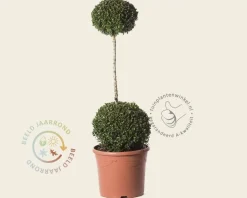 Buxus sempervirens 2 bollen op stam