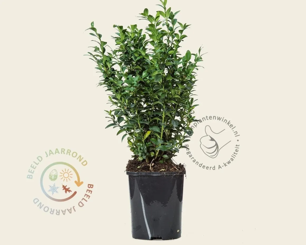 Buxus sempervirens - in pot