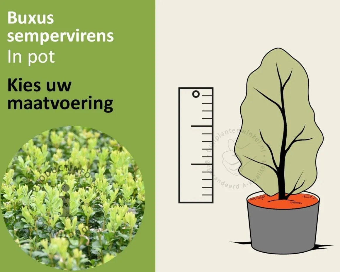 Buxus sempervirens - in pot