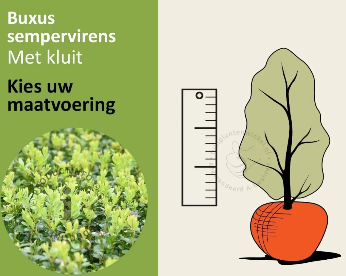 Buxus sempervirens - kluit