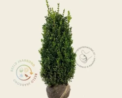 Buxus sempervirens - kluit