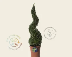 Buxus sempervirens spiraal