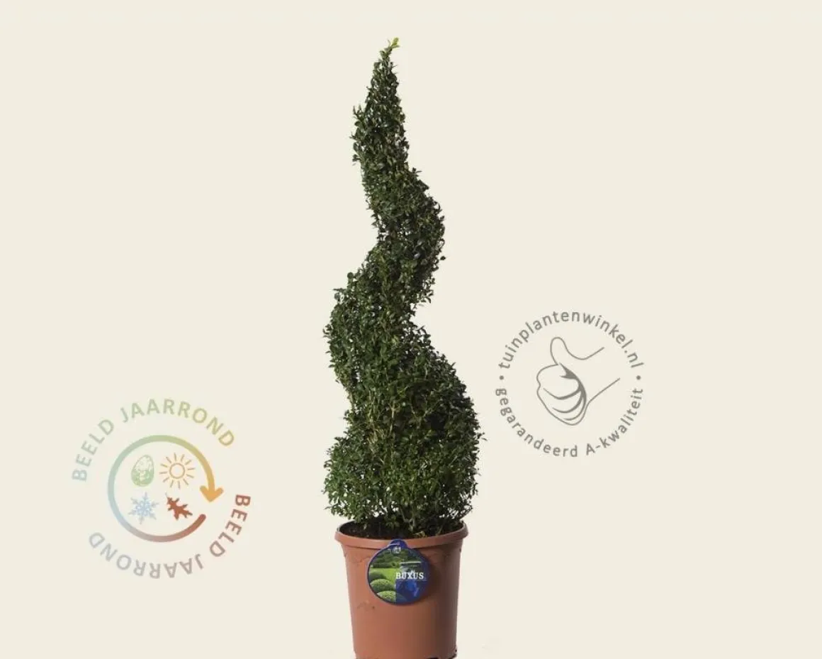 Buxus sempervirens spiraal