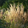 Calamagrostis acutiflora 'Karl Foerster' - XL