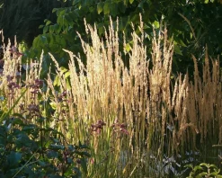 Calamagrostis acutiflora 'Karl Foerster' - XL