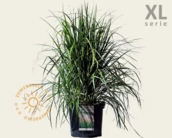 Calamagrostis acutiflora 'Karl Foerster' - XL