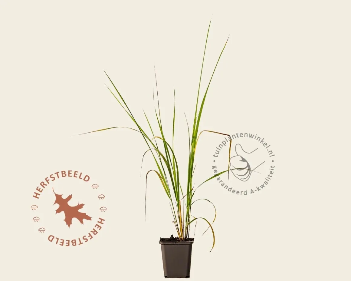 Calamagrostis acutiflora 'Karl Foerster'