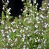 Calamintha nepeta ssp. nepeta