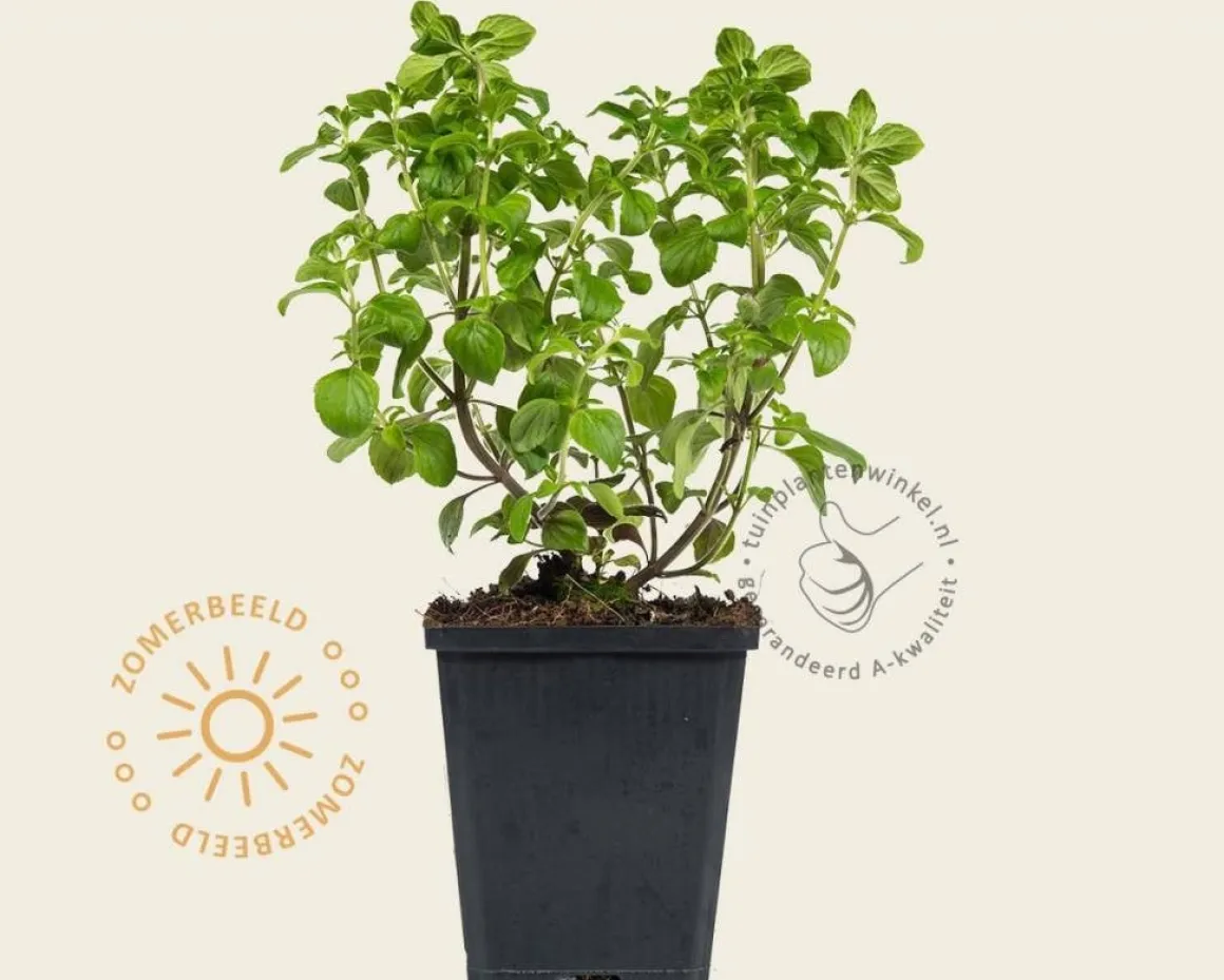 Calamintha nepeta ssp. nepeta