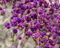 Callicarpa bodinieri 'Profusion' - XL