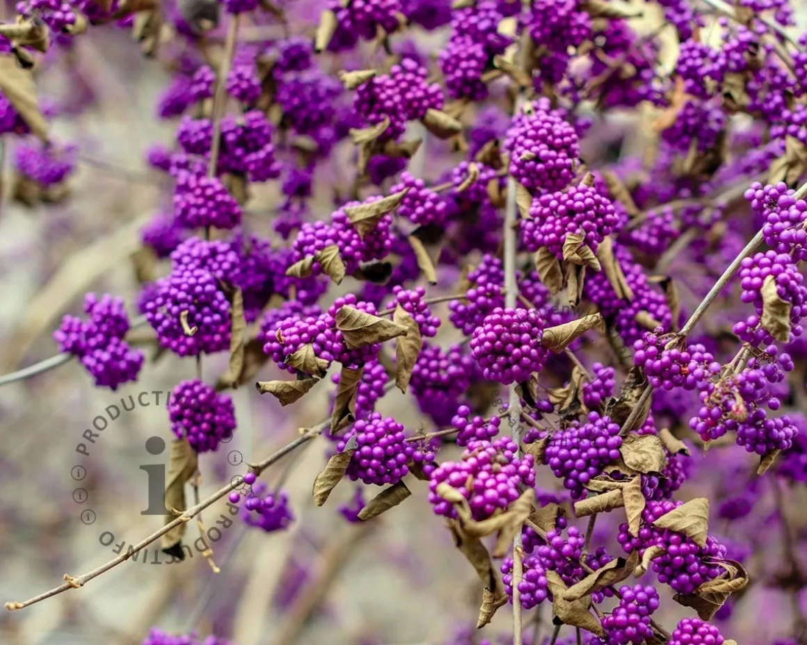 Callicarpa bodinieri 'Profusion' - XL