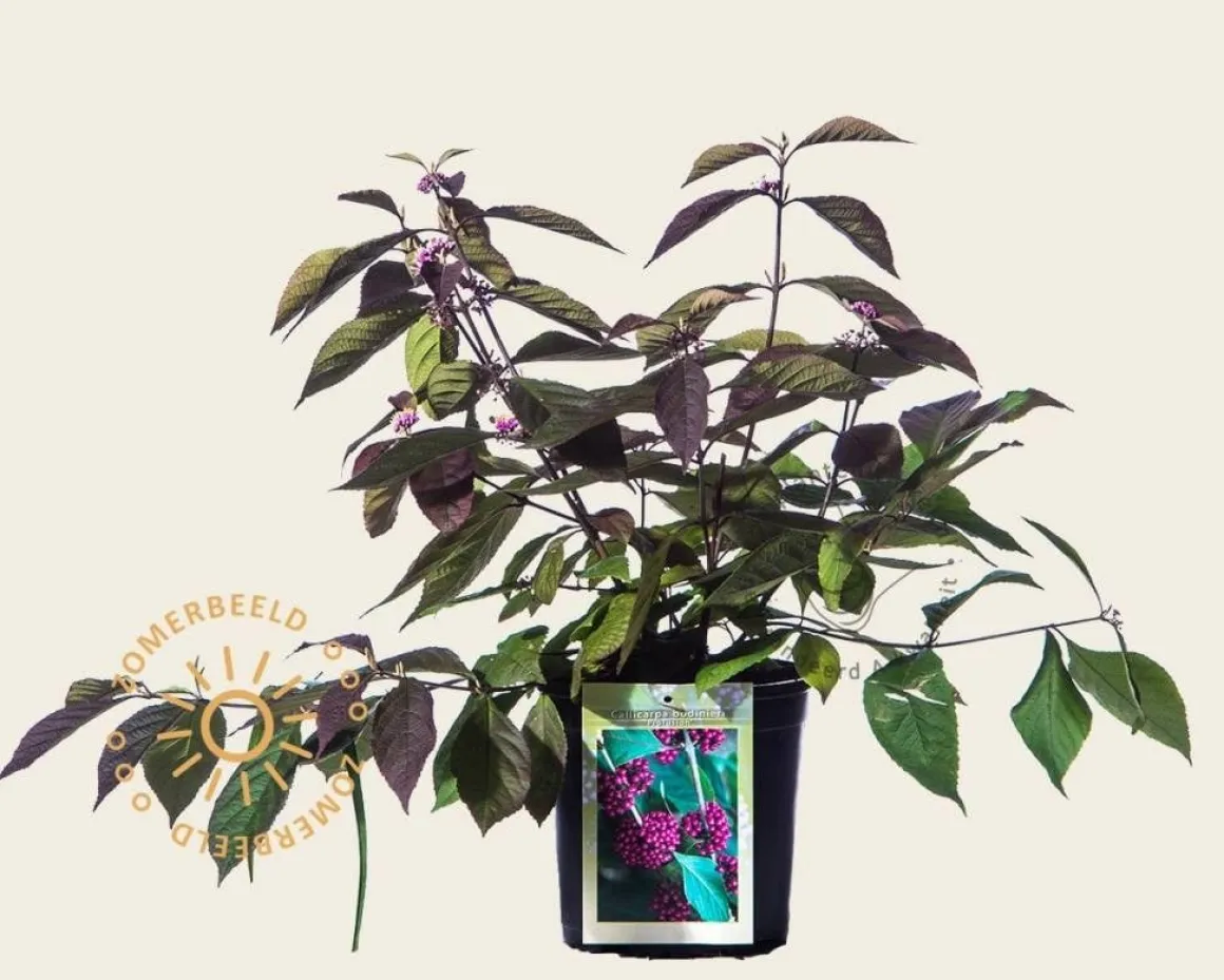 Callicarpa bodinieri 'Profusion'