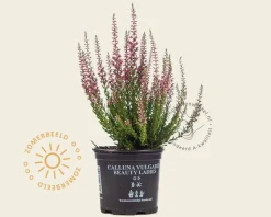 Calluna vulgaris 'Beauty Ladies Marica' - Roze