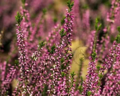 Calluna vulgaris 'Beauty Ladies Marica' - Roze