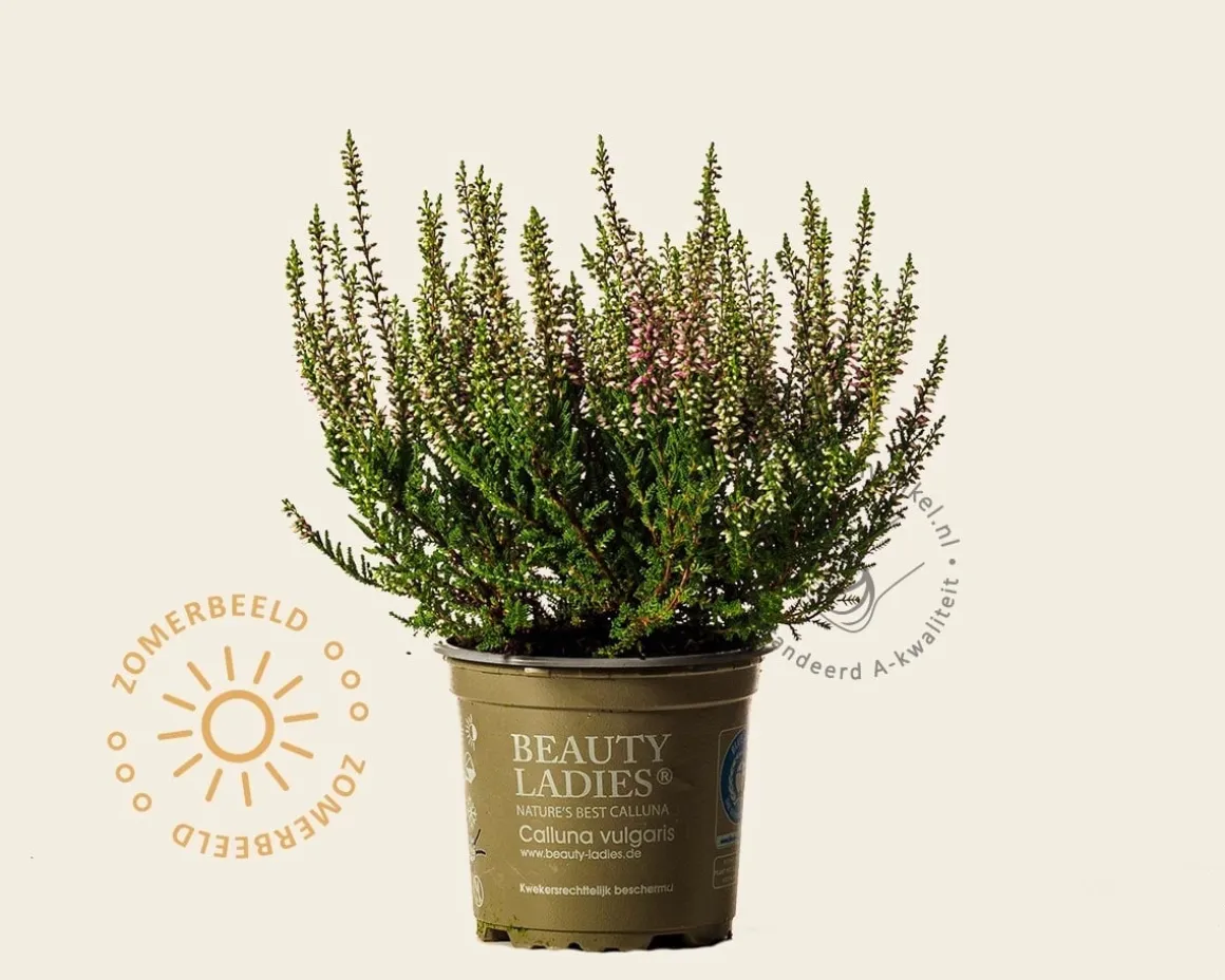 Calluna vulgaris 'Beauty Ladies Steffi' - Rozerood