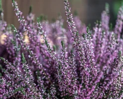 Calluna vulgaris 'Beauty Ladies Renate' - Paars