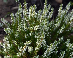 Calluna vulgaris 'Beauty Ladies Verenka' - Wit