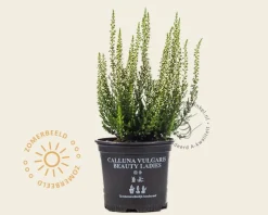 Calluna vulgaris 'Beauty Ladies Verenka' - Wit