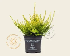 Calluna vulgaris 'Beauty Ladies Agneta' - Wit - Geel loof
