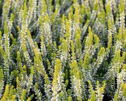 Calluna vulgaris 'Beauty Ladies Agneta' - Wit - Geel loof