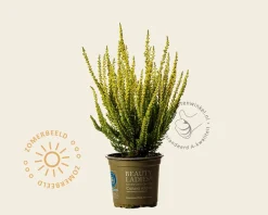 Calluna vulgaris 'Beauty Ladies Anne Sofie' - Roze - Geel loof