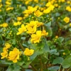 Caltha polypetala