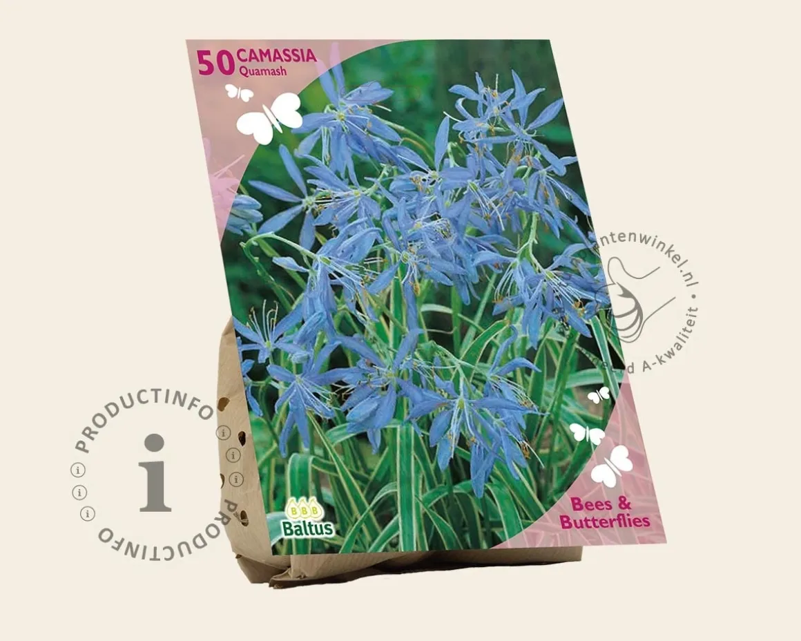 Camassia quamash
