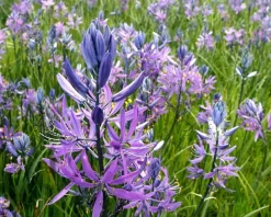 Camassia quamash