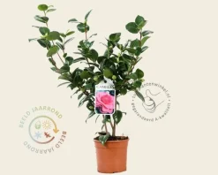 Camellia japonica 'Ack-Scent'