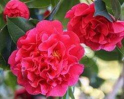 Camellia japonica 'Ack-Scent'