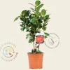 Camellia japonica 'Barbara Morgan'