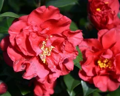 Camellia japonica 'Barbara Morgan'