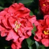 Camellia japonica 'Barbara Morgan'