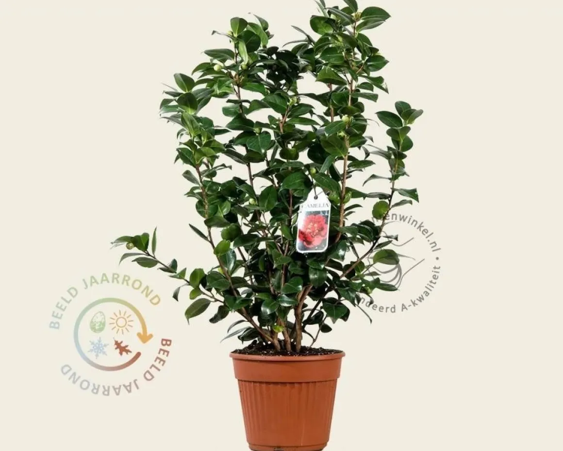Camellia japonica 'Barbara Morgan'