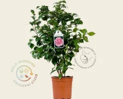 Camellia japonica 'Bonomiana'