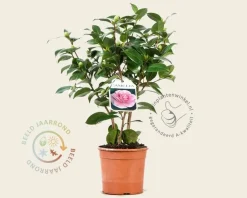 Camellia japonica 'Bonomiana'