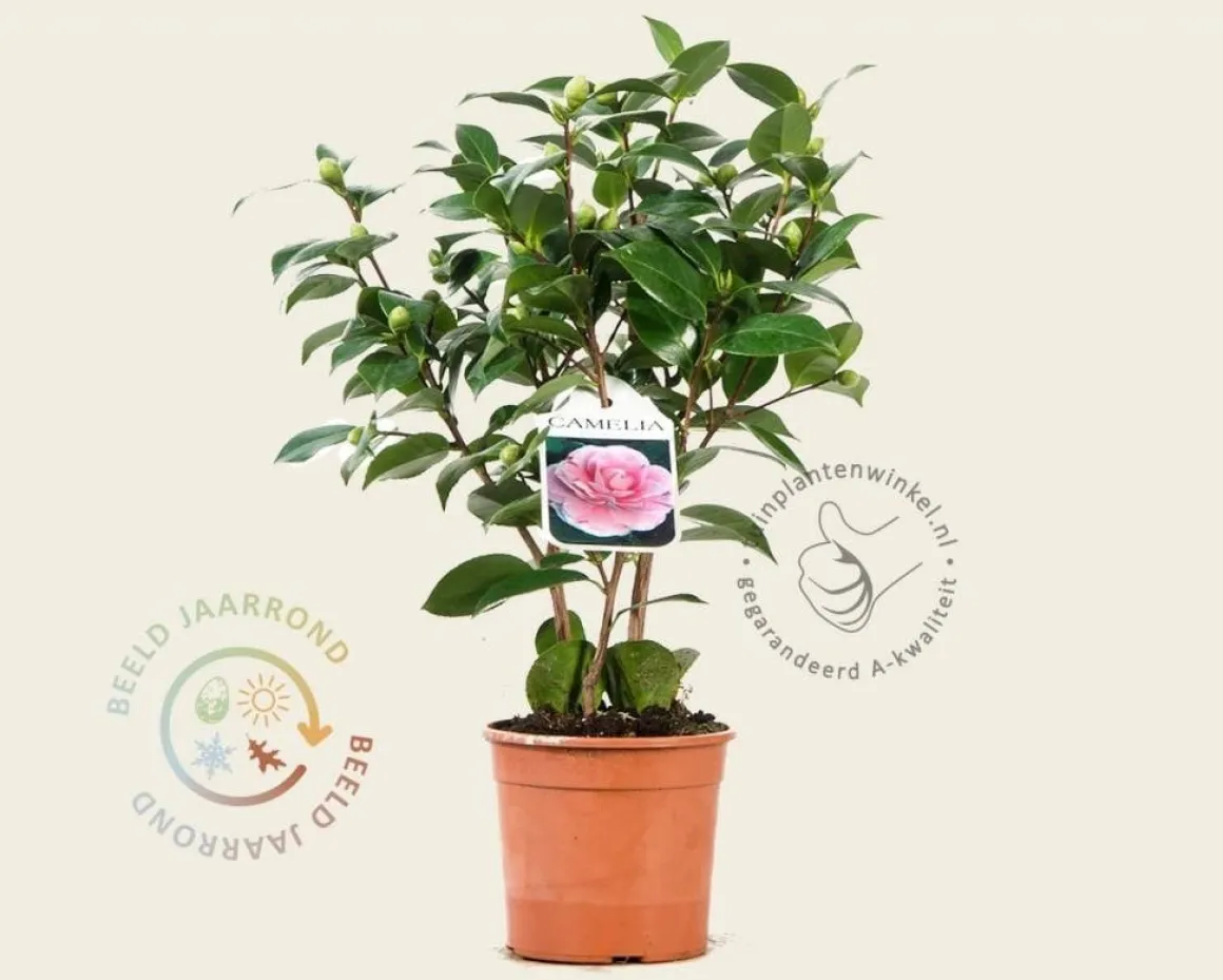 Camellia japonica 'Bonomiana'