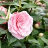 Camellia japonica 'Bonomiana'