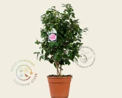 Camellia japonica 'Bonomiana'