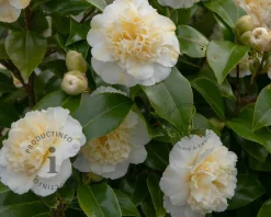 Camellia japonica 'Brushfield's Yellow'