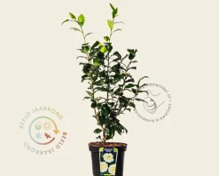 Camellia japonica 'Brushfield's Yellow'