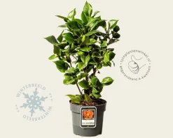 Camellia japonica 'Dr King'