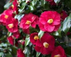Camellia japonica 'Dr King'