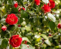 Camellia japonica 'Kramer's Supreme'