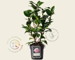 Camellia japonica 'Nuccio's Cameo'