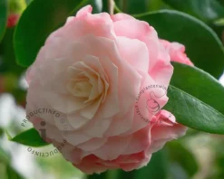 Camellia japonica 'Nuccio's Cameo'