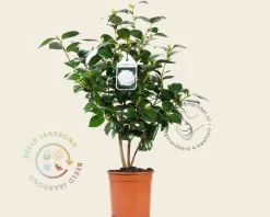 Camellia japonica 'Nuccio's Gem'